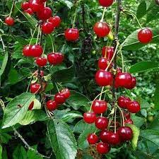 Pomi Fructiferi - Visin North Star - Anul 3 - 1 buc - Pepiniera Romaniei