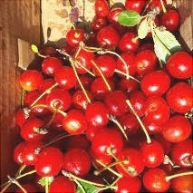 Visin "Precoce de Eard", Anul 2, 1 Bucata