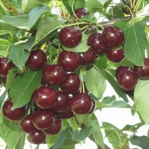 Спелые вишни на ветке с зелёными листьями, фруктовое дерево для сада
