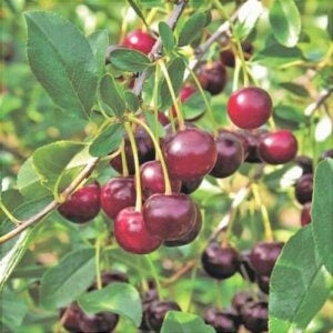 Красные спелые вишни на ветке с зелёными листьями крупным планом