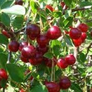 Pomi Fructiferi - Visin Tarina - Anul 3 - 1 buc - Pepiniera Romaniei