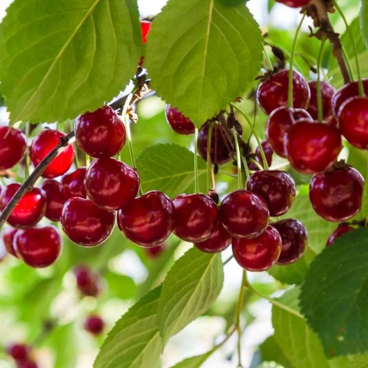 Pomi Fructiferi - Visin Tarina - Anul 3 - 1 buc - Pepiniera Romaniei