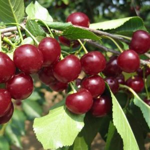 Pomi Fructiferi - Visin Tarina - Anul 3 - 1 buc - Pepiniera Romaniei