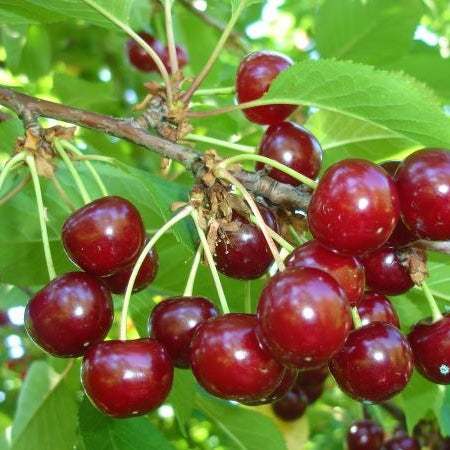 спелые вишни сорта Типурию на ветке дерева, свежие ягоды для сада