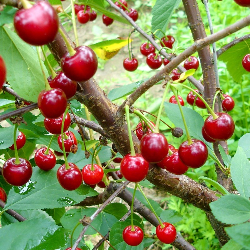 Ветка плодового дерева с крупными спелыми вишнями и зелёными листьями