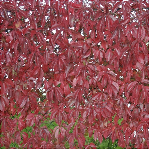 Vita de Canada (Parthenocissus quinquefolia), 1 Bucata