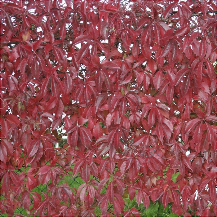 Vita de Canada (Parthenocissus quinquefolia), 1 Bucata
