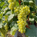 Vita-de-Vie-de-Masa-Afuz-Ali-la-Ghiveci-0 - Pepiniera României
