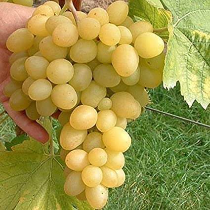 Vita-de-Vie-de-Masa-Afuz-Ali-la-Ghiveci-3 - Pepiniera României