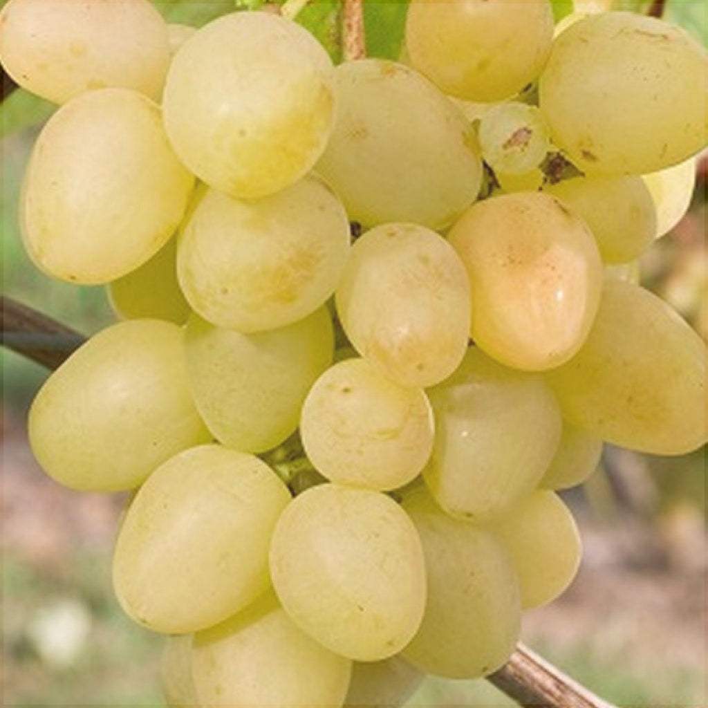 Vita-de-Vie-de-Masa-Arcadia-la-Ghiveci-8 - Pepiniera României