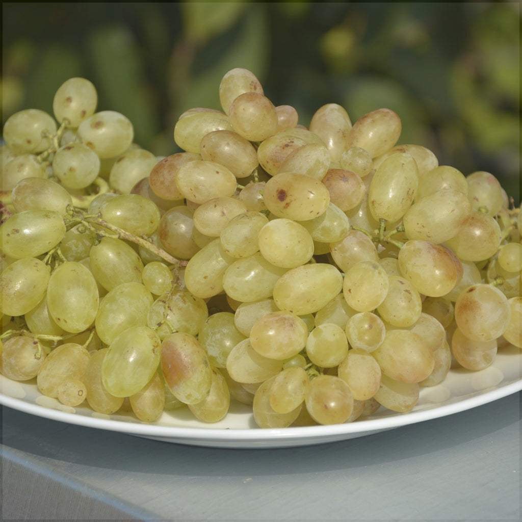 Vita-de-Vie-de-Masa-Belgrad-Seedless-la-Ghiveci-7 - Pepiniera României