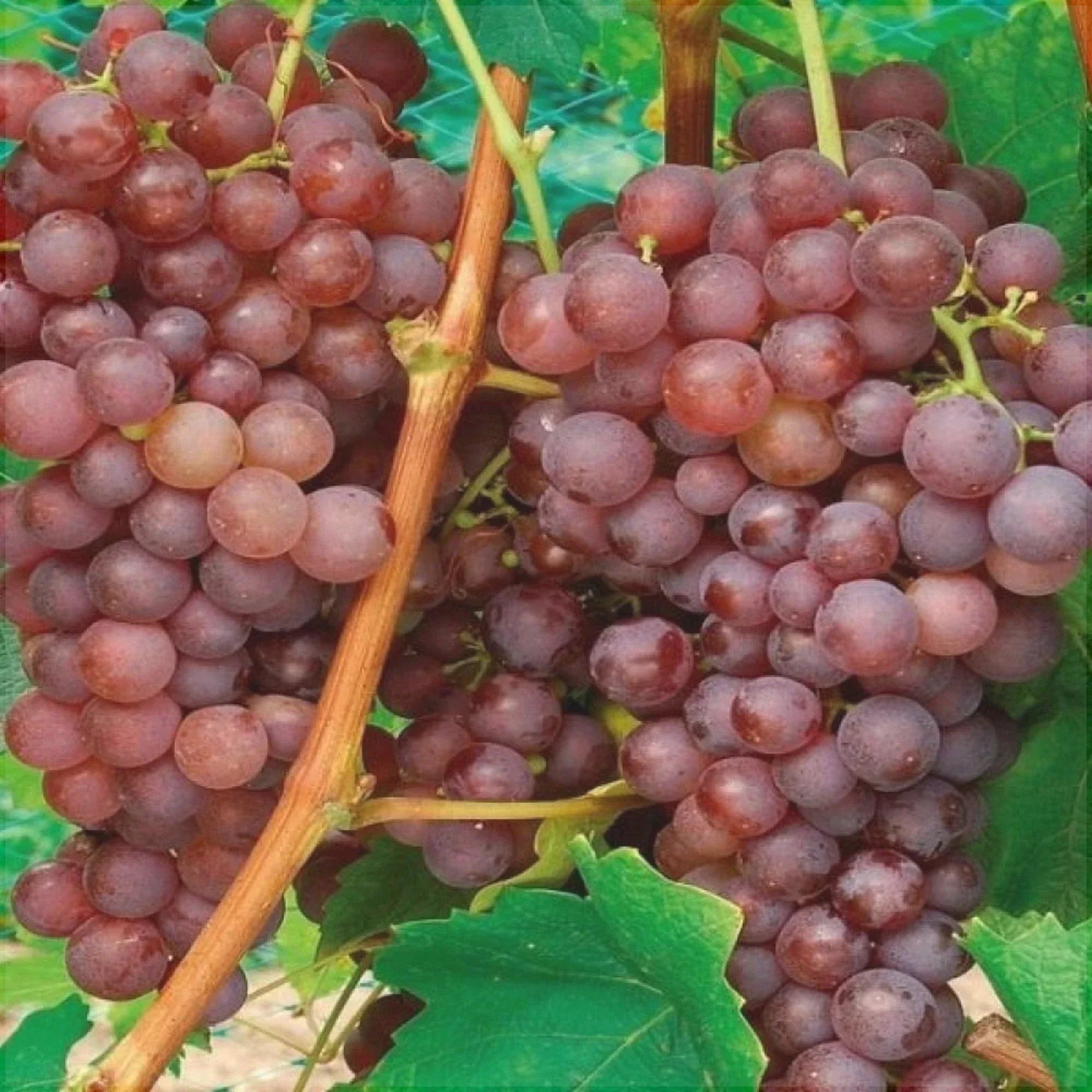 Viță de Vie de Masă "Cardinal", la Ghiveci