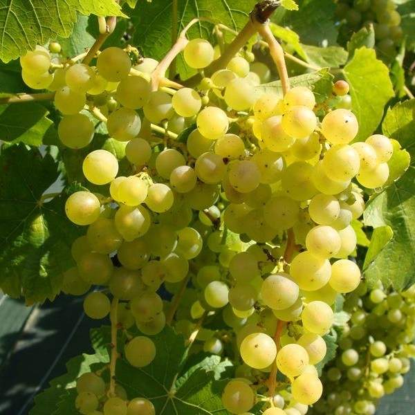 Vita-de-Vie-de-Masa-Chasselas-Dore-la-Ghiveci-2 - Pepiniera României