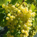 Vita-de-Vie-de-Masa-Chasselas-Dore-la-Ghiveci-2 - Pepiniera României