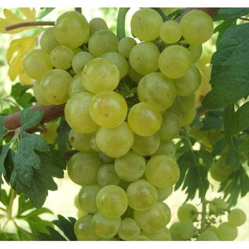 Vita-de-Vie-de-Masa-Chasselas-Dore-la-Ghiveci-4 - Pepiniera României