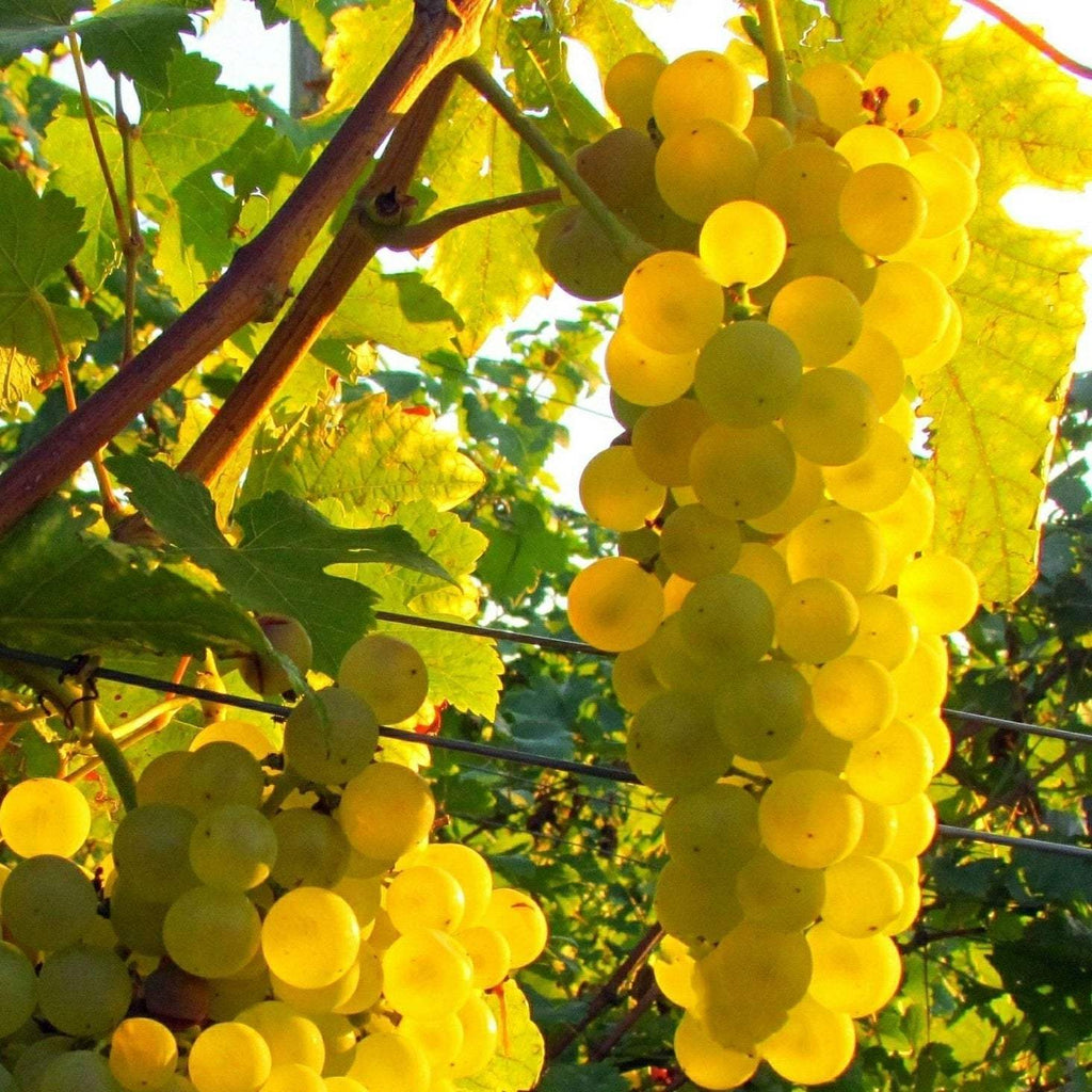 Vita-de-Vie-de-Masa-Chasselas-Dore-la-Ghiveci-5 - Pepiniera României