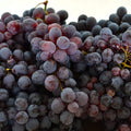 Vita-de-Vie-de-Masa-Coarna-Neagra-la-Ghiveci-6 - Pepiniera României