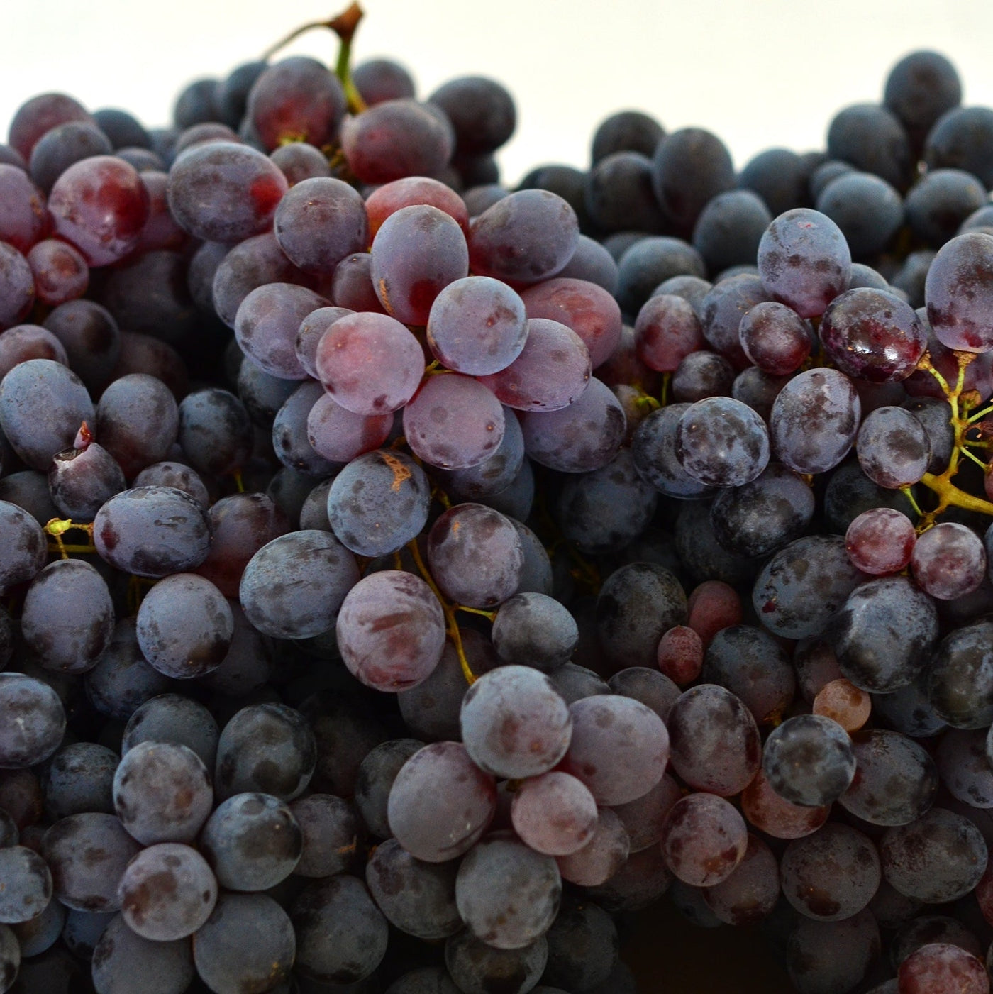 Viță de Vie de Masă "Coarna Neagra", la Ghiveci