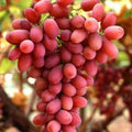 Vita-de-Vie-de-Masa-Crimson-Seedless-la-Ghiveci-5 - Pepiniera României