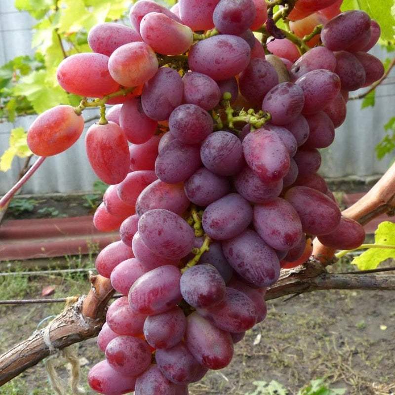 Vita-de-Vie-de-Masa-Crimson-Seedless-la-Ghiveci-7 - Pepiniera României