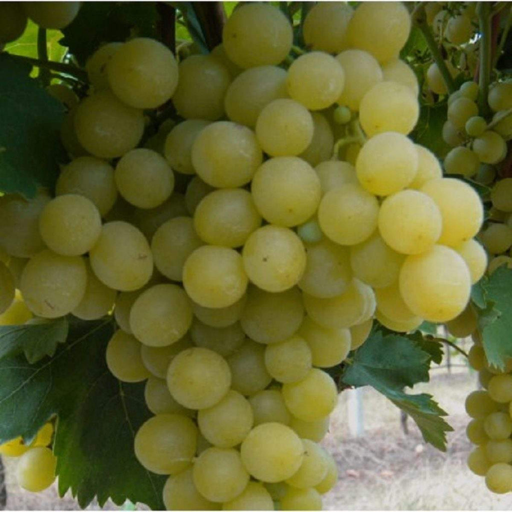 Vita-de-Vie-de-Masa-Italia-la-Ghiveci-9 - Pepiniera României