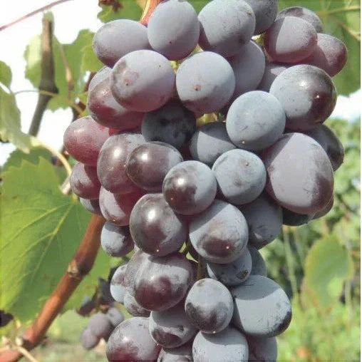 Viță de Vie de Masă "Jupiter Canadice", la Ghiveci
