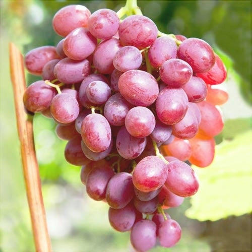 Viță de Vie de Masă "Kismis Roz", la Ghiveci