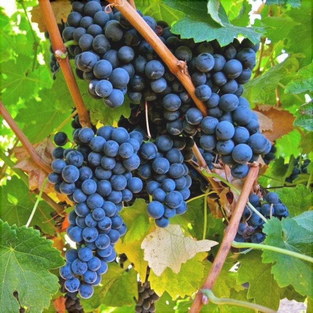 Vita-de-Vie-de-Masa-Merlot-la-Ghiveci-4 - Pepiniera României