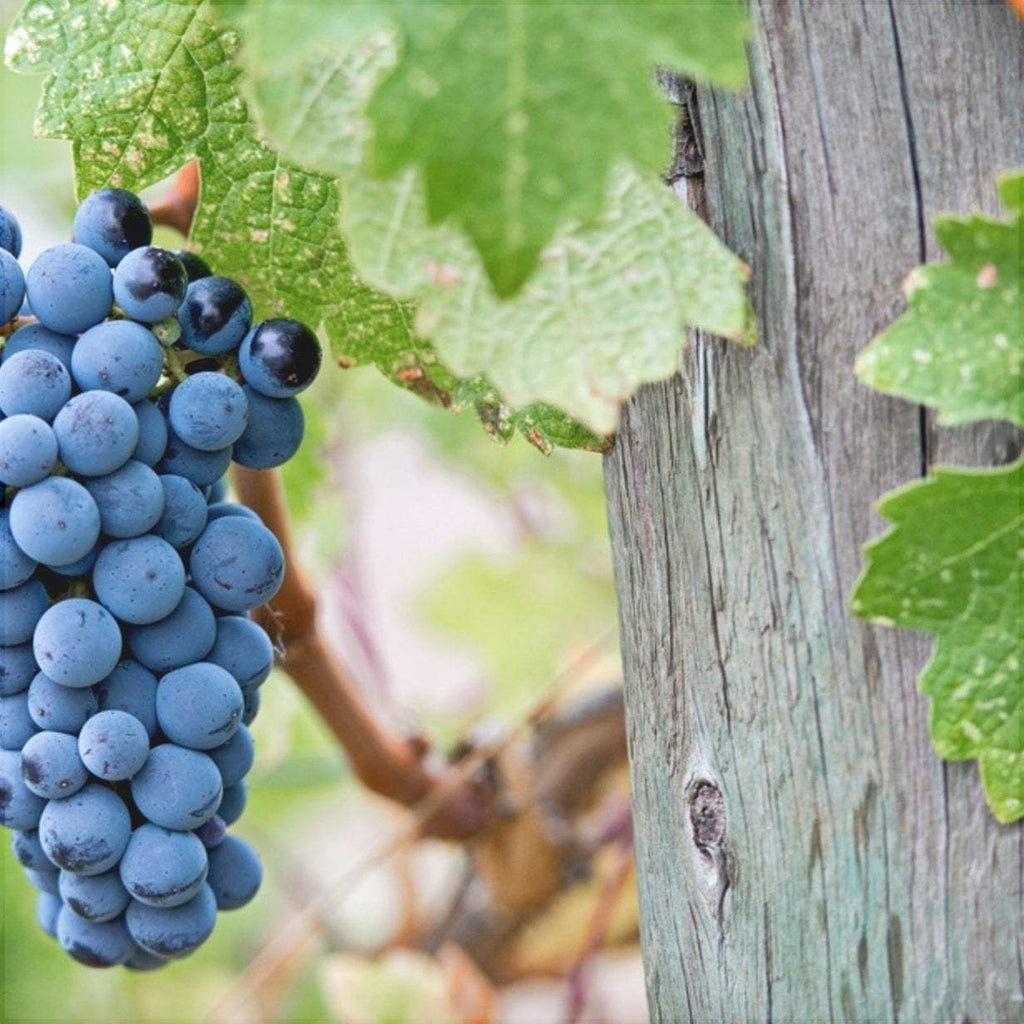 Vita-de-Vie-de-Masa-Merlot-la-Ghiveci-7 - Pepiniera României
