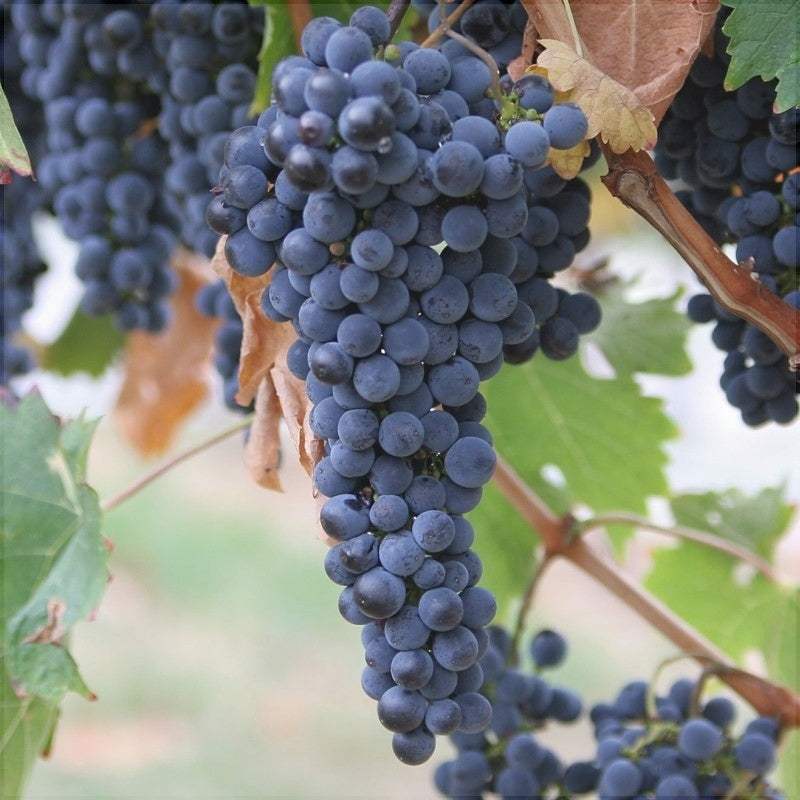 Vita-de-Vie-de-Masa-Merlot-la-Ghiveci-8 - Pepiniera României
