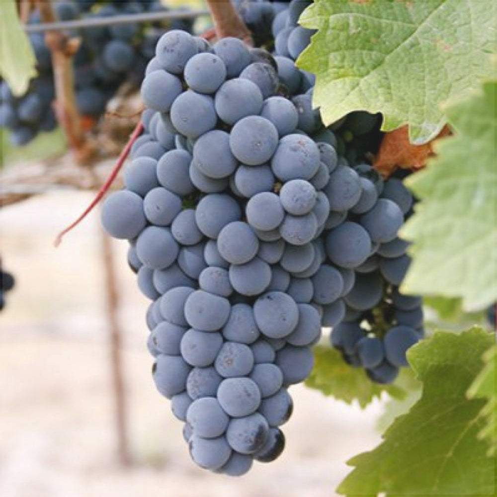 Vita-de-Vie-de-Masa-Merlot-la-Ghiveci-9 - Pepiniera României