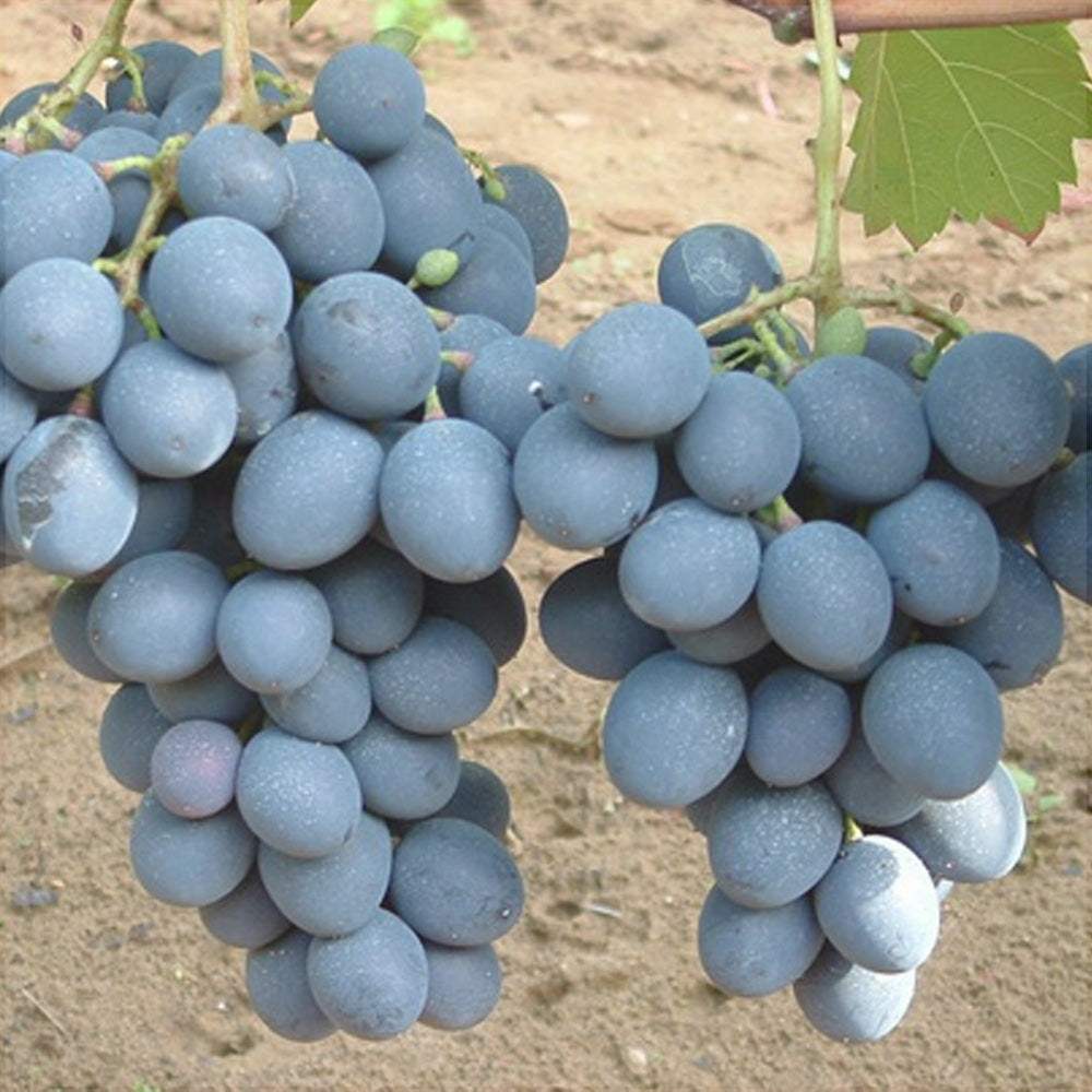 Vita-de-Vie-de-Masa-Moldova-la-Ghiveci-0 - Pepiniera României