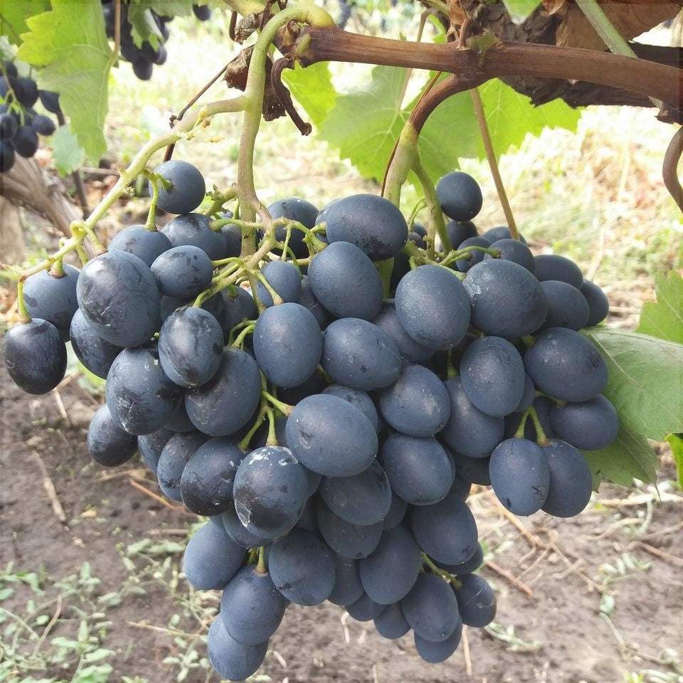 Vita-de-Vie-de-Masa-Moldova-la-Ghiveci-4 - Pepiniera României