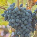 Vita-de-Vie-de-Masa-Moldova-la-Ghiveci-4 - Pepiniera României