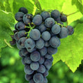 Vita-de-Vie-de-Masa-Muscat-de-Adda-la-Ghiveci-4 - Pepiniera României