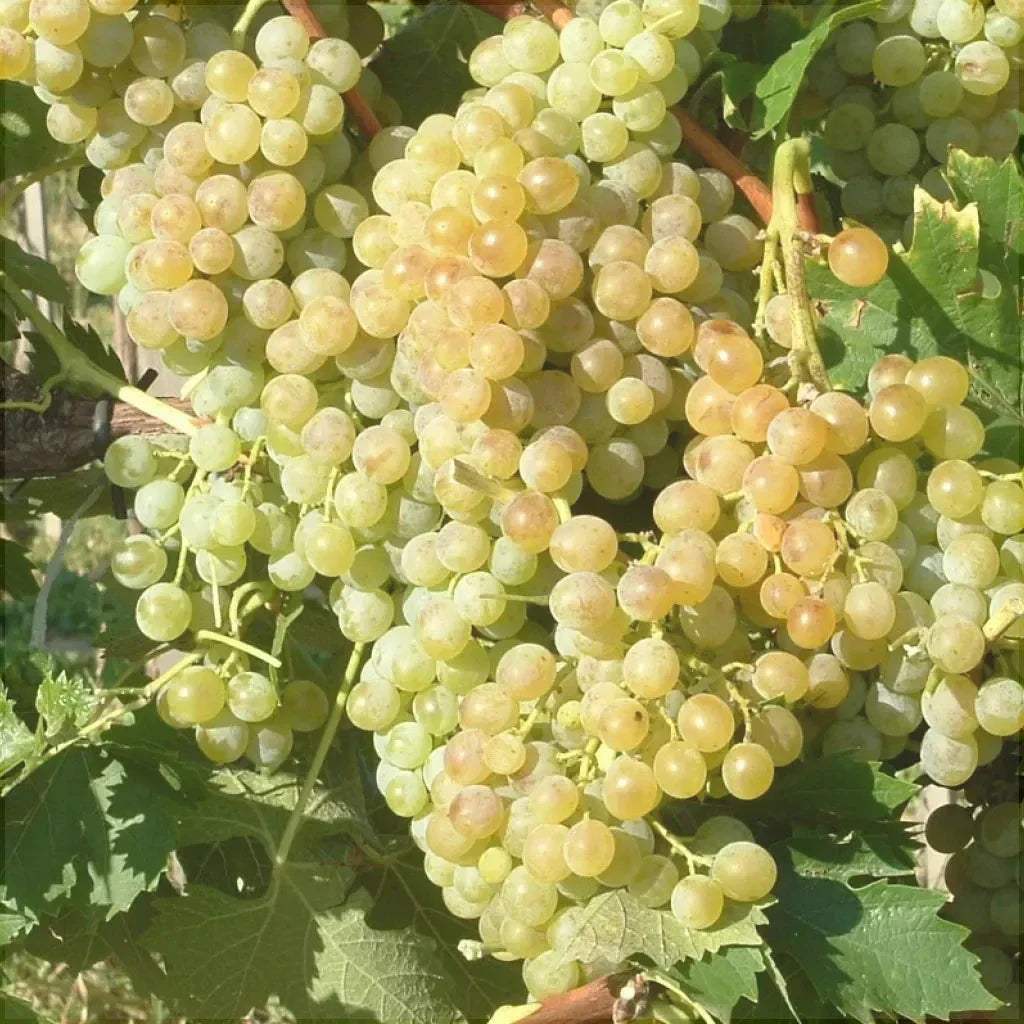 Vita-de-Vie-de-Masa-Muscat-de-Poloskei-la-Ghiveci-1 - Pepiniera României