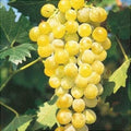 Vita-de-Vie-de-Masa-Muscat-de-Poloskei-la-Ghiveci-7 - Pepiniera României