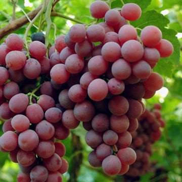 Vita-de-Vie-de-Masa-Red-Globe-la-Ghiveci-7 - Pepiniera României