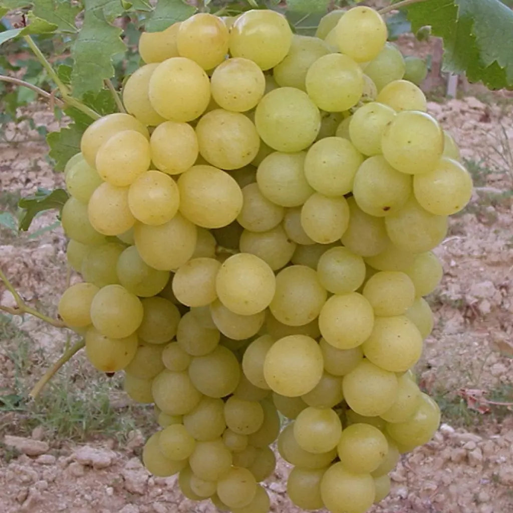 Viță de Vie de Masă "Regina Viilor", la Ghiveci