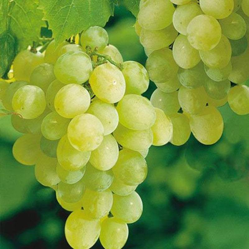 Vita-de-Vie-de-Masa-Sultanina-la-Ghiveci-5 - Pepiniera României