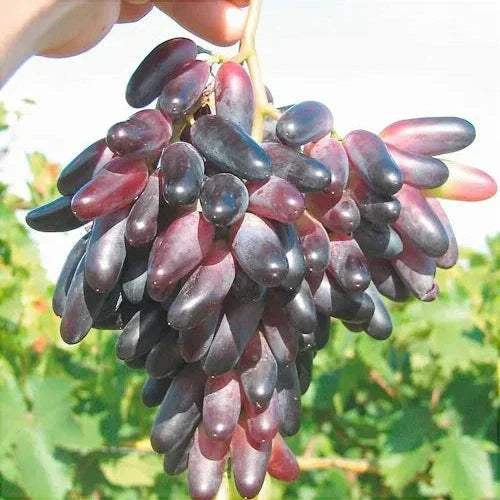 Vita-de-Vie-de-Masa-Suvenir-la-Ghiveci-6 - Pepiniera României