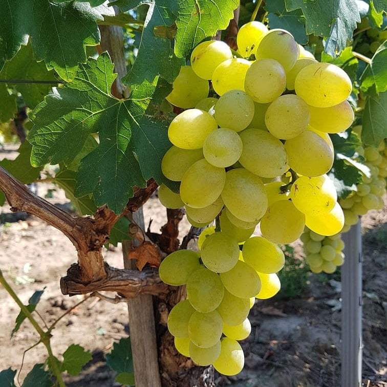 Vita-de-Vie-de-Masa-Victoria-la-Ghiveci-14 - Pepiniera României