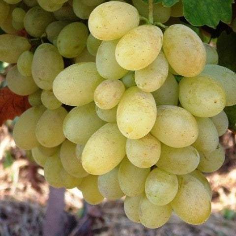 Vita-de-Vie-de-Masa-Victoria-la-Ghiveci-6 - Pepiniera României