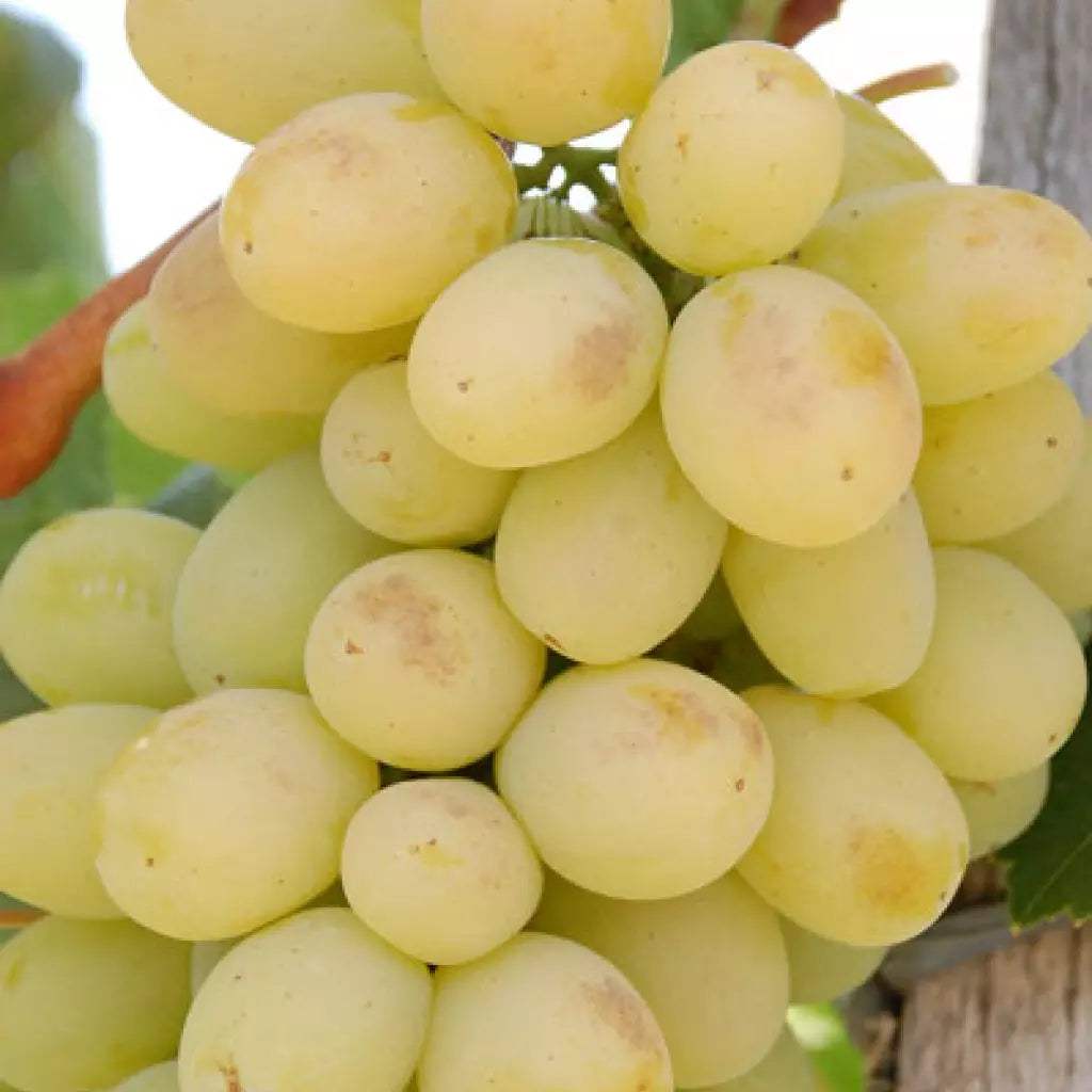 Vita-de-Vie-de-Masa-Victoria-la-Ghiveci-6 - Pepiniera României