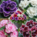Pachet 10 Bulbi de Gloxinia - Flori Perene