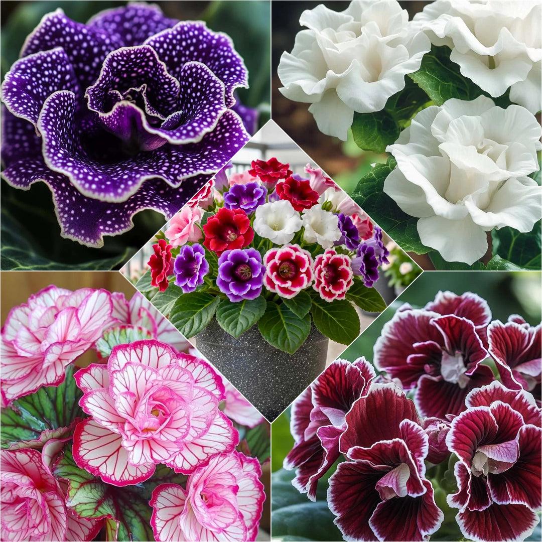 Pachet 10 Bulbi de Gloxinia - Flori Perene