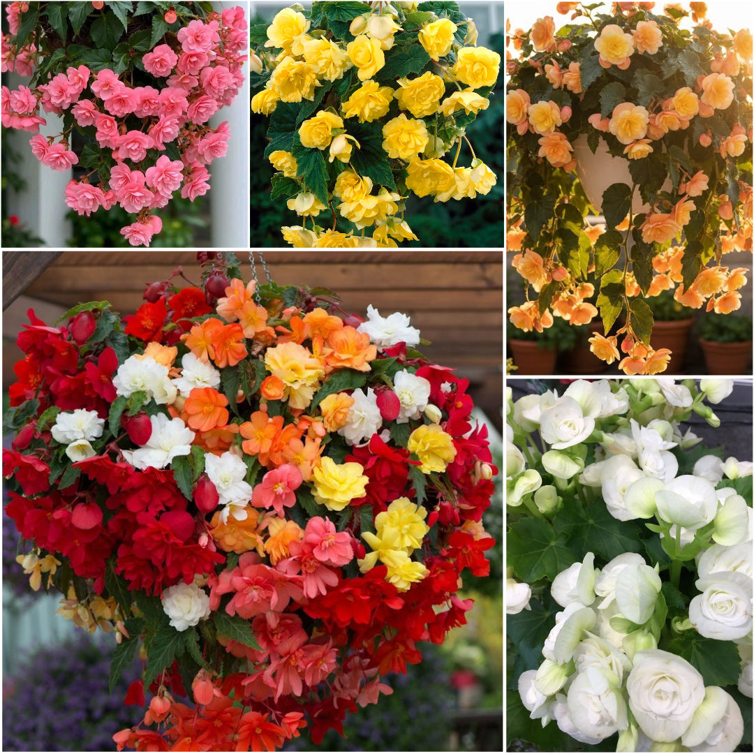 Pachet 10 Bulbi de Begonia - Flori Curgătoare