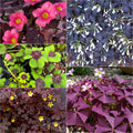 MIX Bulbi de Oxalis, Trifoi Ornamental, 50 Buc