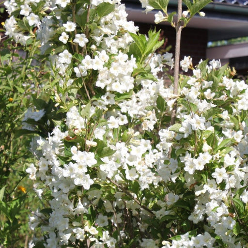 Weigela Alba, la Ghivechi de 3L, 1 Bucata