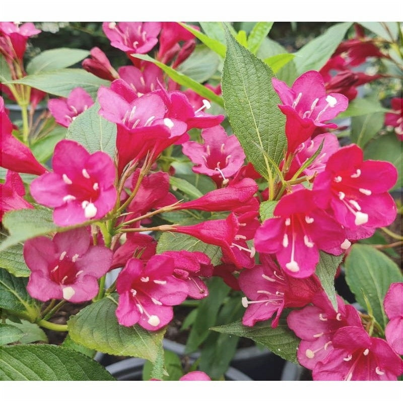Weigela Roz Deschis, la Ghiveci de 3L, 1 Bucata